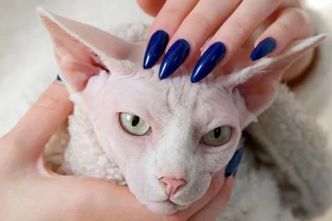 Hand stroking Sphinx Cat in white scarf at home Stock Photos