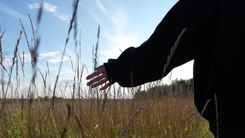 Hand Stroking Spikelets in the Field Video stock 287034973