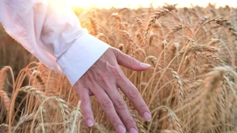 Hand stroking the spikelets in the wheat field Stock Footage 164921882