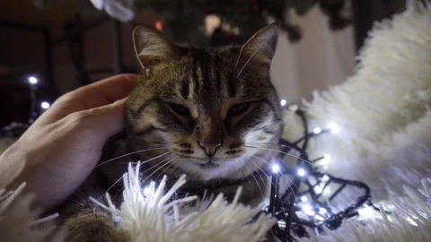 Hand stroking a striped cat lying on a white blanket with a garland. Christmas 库存影片 122287348