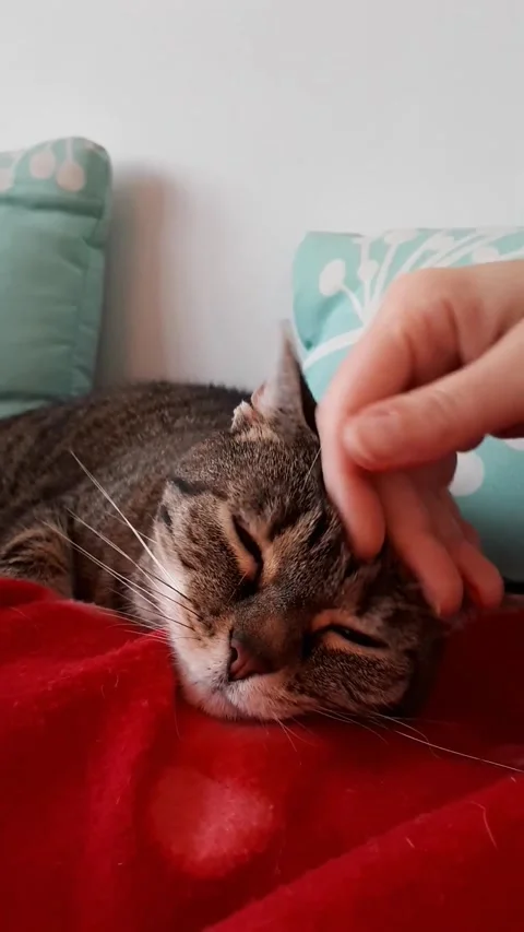 Hand Stroking Tabby Kitten, Gentle Pet Care Moment Video stock 332043987