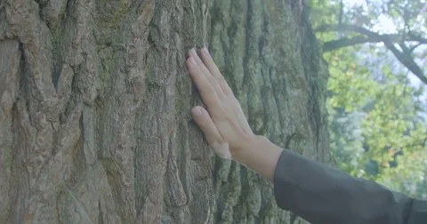 Hand stroking a tree in the sunlight Video stock 80250938