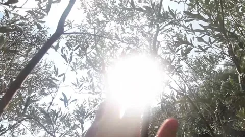 Hand to sun Stock Footage 44642147