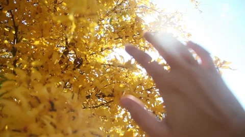 Hand to sun Stock Footage 44642298