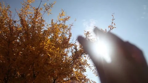 Hand to sun Stock Footage 44642561