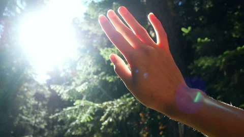 Hand sun nature forest Stock Footage 98035687