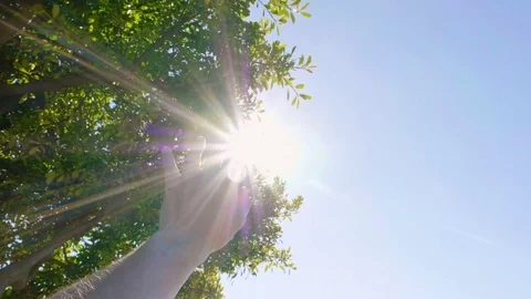 Hand sun tree Stock Footage 81483742