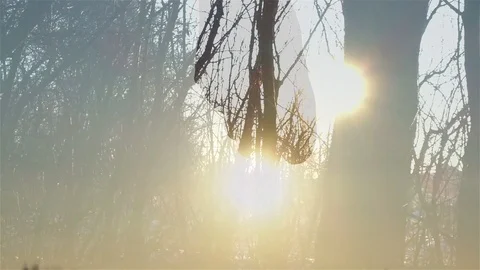 Hand in the sunset against a background of trees collage. Stock Footage 84947225