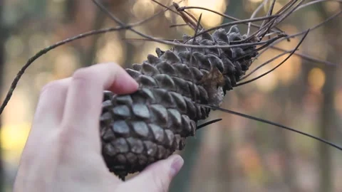 HAND SUSTAINING A TREE PINEAPPLE Stock Footage 100466327