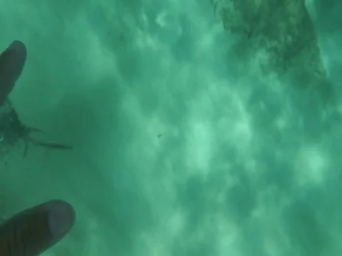 Hand swimming through fish waimea bay Stock Footage 80974253