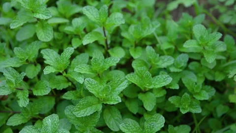 Hand take care of spear mint  in herbal garden Stock Footage 326464446