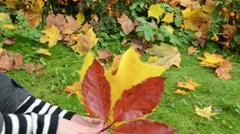 Hand take show pick various form beautiful autumn tree leaf Stock Footage 21943848