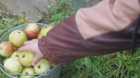 Hand takes an apple from the bucket Stock Footage 160345311