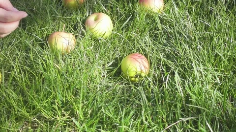 Hand takes apples from grass slow motion Stock Footage 88363179