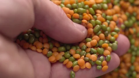 Hand takes Lentils beans Slow Motion Macro Closeup shot Stock Footage 111803564