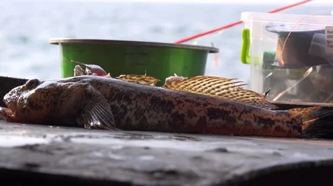 Hand takes marine fish bull with metal table Stock Footage