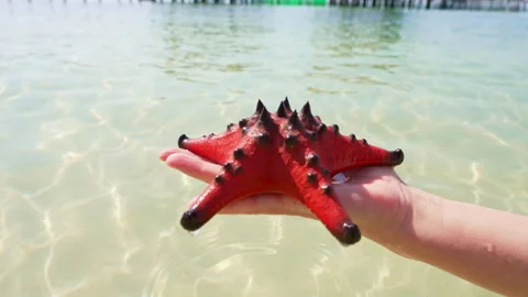 The Hand Takes Out a Large Starfish from The Sea Water Video stock 312368962