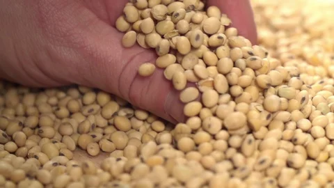Hand takes Soybeans Macro Closeup shot Stock Footage 111806307