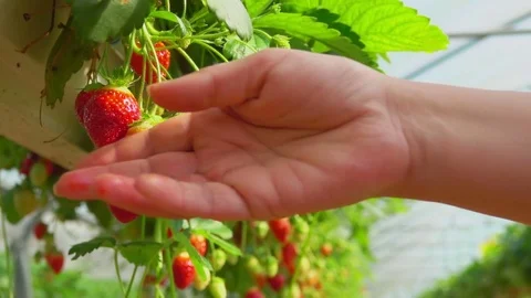 Hand takes strawberries with hanging beds Stock Footage