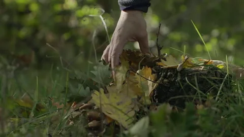 A Hand Taking Autumn Leaves Stock Footage 240898967