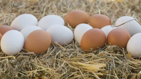 Hand taking chicken eggs Stock Footage 139650976