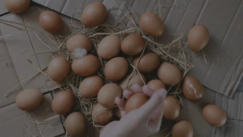 Hand Taking Egg from Straw Nest in Chicken Farm Contryside. Heap of Fresh Eggs Stock Footage 272757021