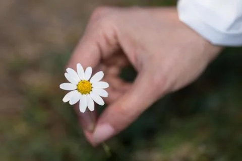 Hand taking a flower 写真素材
