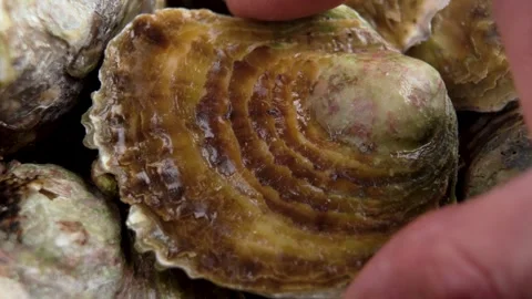 Hand taking fresh wet raw closed sea oyster close up Stock Footage 296647255