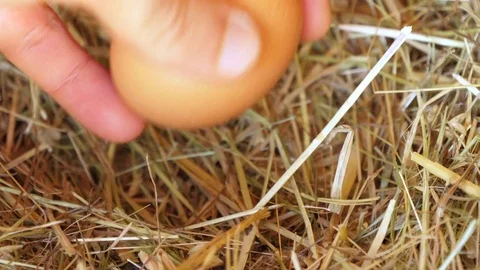 Hand taking one chicken egg Stock-Footage 84933754