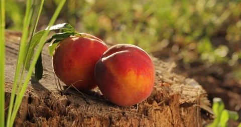 Hand Taking a Peach from a Stump in Macro View Vídeo Stock 135627294