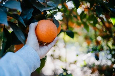 Hand taking a piece of orange from the tree Fotos de archivo
