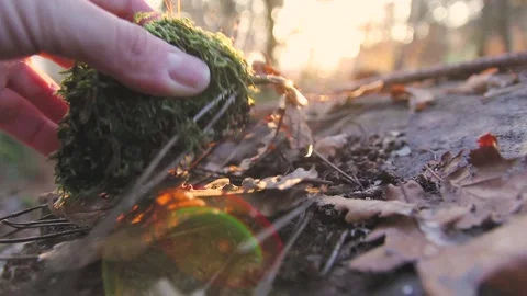 HAND TAKING A STONE SURROUNDED BY MOSS Stock Footage 100466343