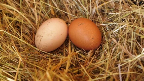 Hand taking three chicken eggs Stock Footage 84932254