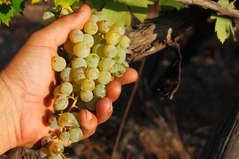 Hand taking white wine grape Stock Photos