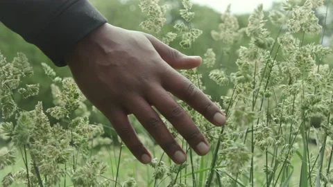 HAND IN TALL GRASS Stock Footage 134588756