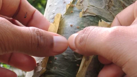 Hand tear pulling peeling removing dry winter birch tree plant trunk bark skin Stock Footage 161595961