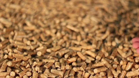 Hand testing a pile of birch wooden pellets Stock Footage 70665967