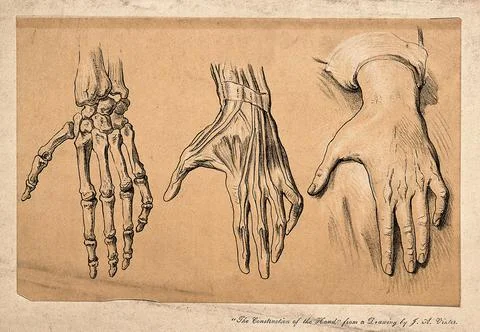 The hand: three figures, (left to right) bones, muscles, and surface anatom.. Stock Illustration