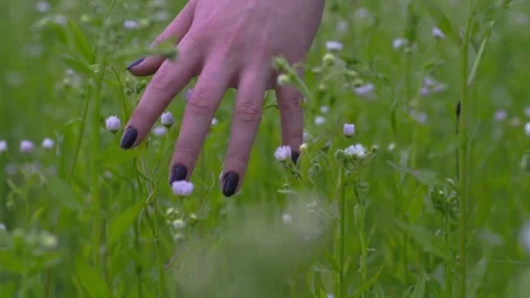 Hand through flowers and grass slowmotion Video stock 135334037