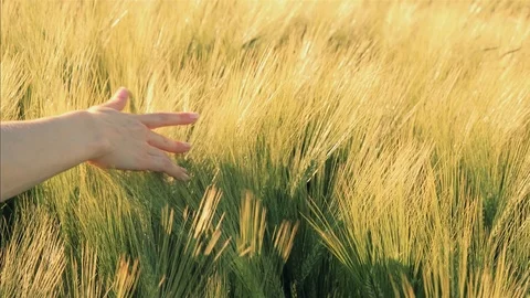 Hand through the golden wheat Vídeo Stock 102565326