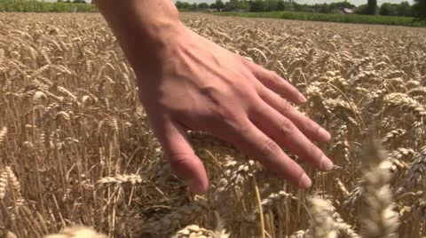 Hand through wheat Stock Footage