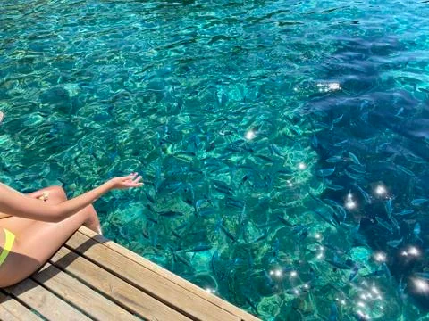 Hand throwing bread to fish Stockfoto's