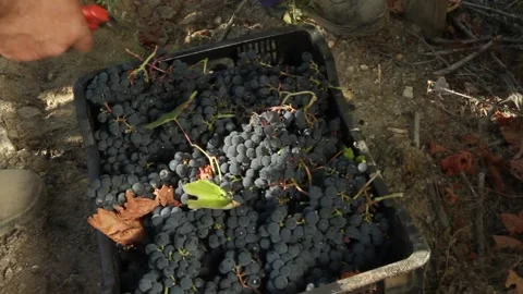 Hand throwing dark purple grapes into a plastic basket 스톡 동영상 145934129