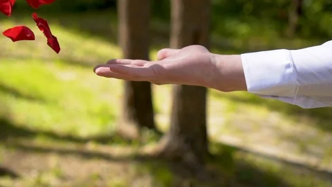 Hand throwing flower leaves. Red rose leaves falling to the ground. Stock Footage 115319170