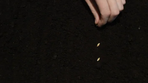 Hand throwing grain into the ground Видео 32329515
