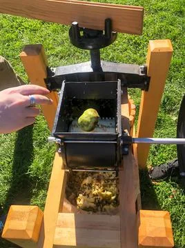 A hand throws an apple into the grinder of a cider press Stock Photos