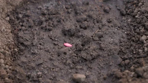 The hand throws bright pink cucumber seeds into the soil and digs in the ground Stock Footage 198184880