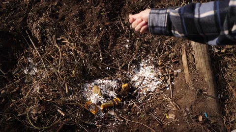 Hand throws crushed eggshells into compost heap to organic waste, slow motion Stock Footage 256336103