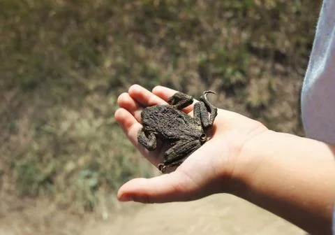Hand with a Toad Foto stock