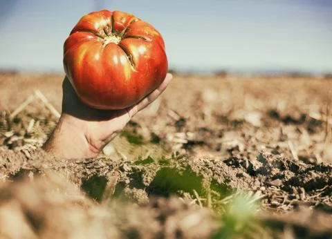 Hand with Tomato on crop land Stock Photos